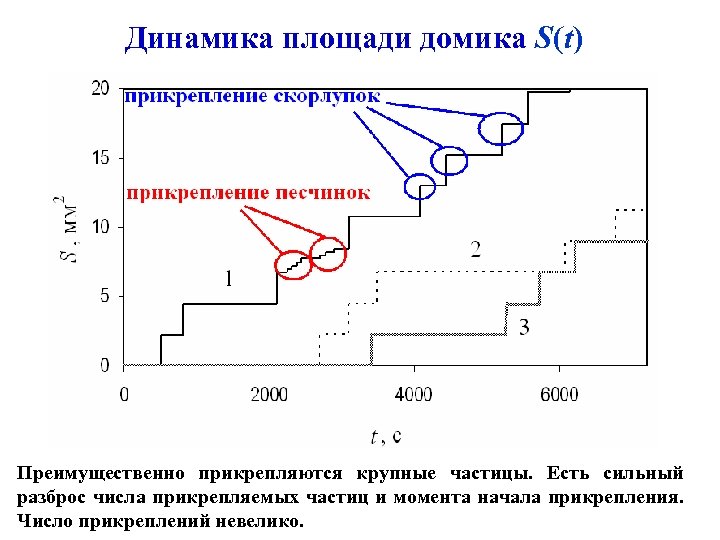 Динамика площади домика S(t) Преимущественно прикрепляются крупные частицы. Есть сильный разброс числа прикрепляемых частиц