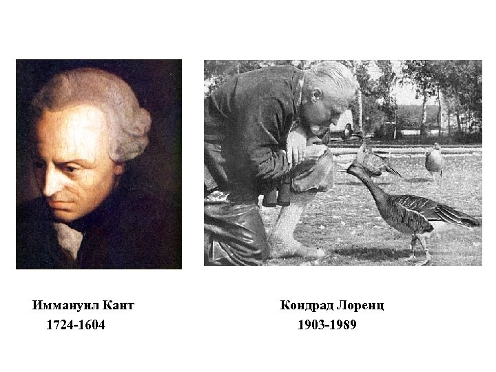 Иммануил Кант 1724 -1604 Кондрад Лоренц 1903 -1989 