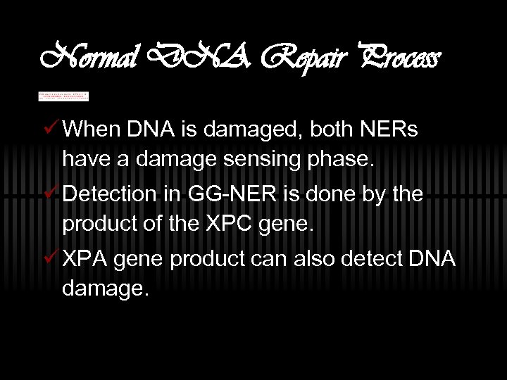 Normal DNA Repair Process ü When DNA is damaged, both NERs have a damage