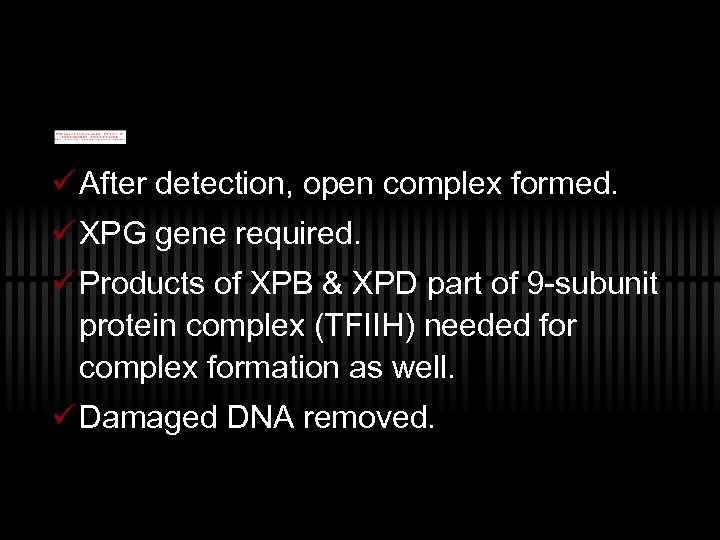 ü After detection, open complex formed. ü XPG gene required. ü Products of XPB