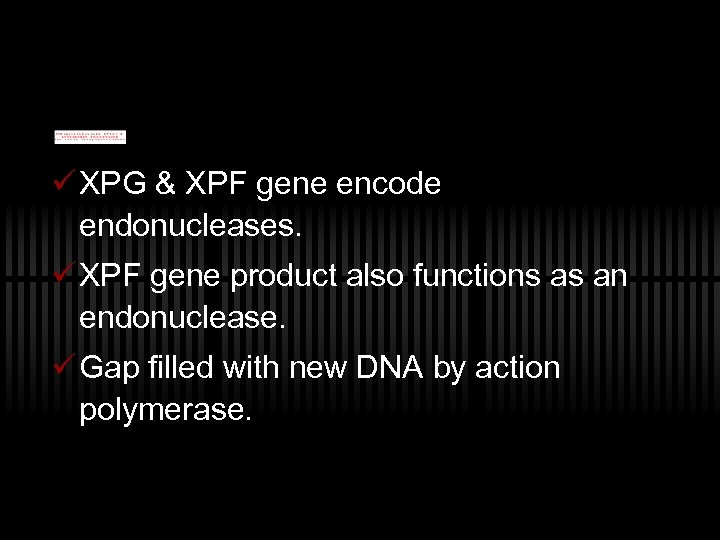 ü XPG & XPF gene encode endonucleases. ü XPF gene product also functions as