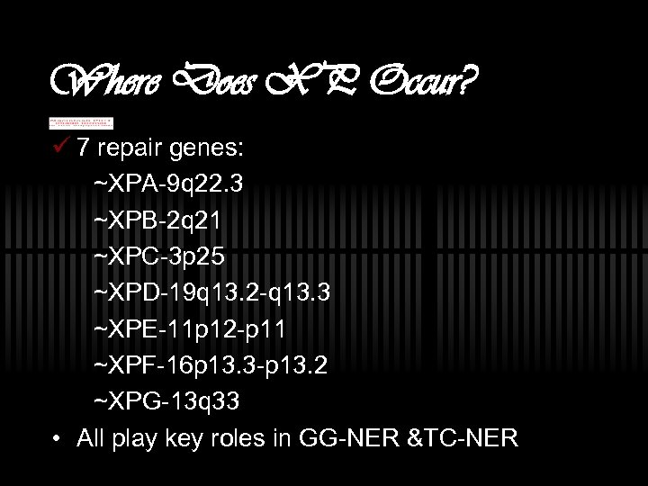 Where Does XP Occur? ü 7 repair genes: ~XPA-9 q 22. 3 ~XPB-2 q