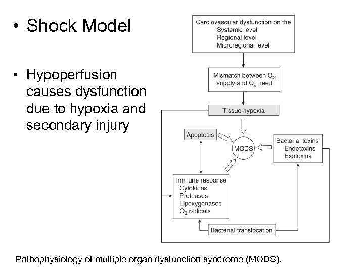  • Shock Model • Hypoperfusion causes dysfunction due to hypoxia and secondary injury