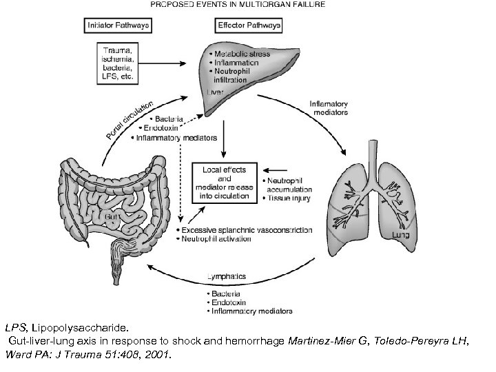 LPS, Lipopolysaccharide. Gut-liver-lung axis in response to shock and hemorrhage Martinez-Mier G, Toledo-Pereyra LH,