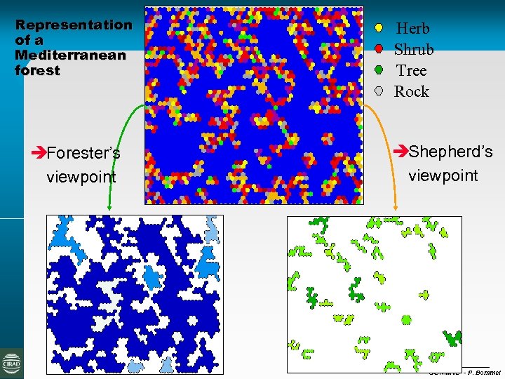 Representation of a Mediterranean forest èForester’s viewpoint Herb Shrub Tree Rock èShepherd’s viewpoint CORMAS