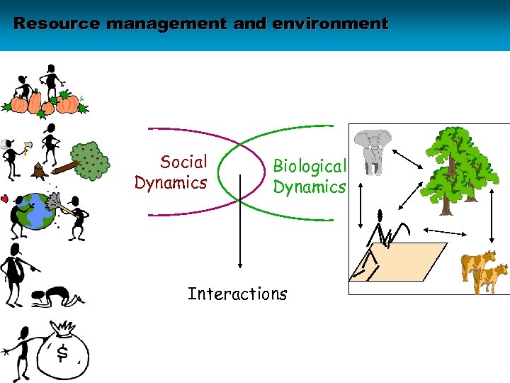 Resource management and environment Social Dynamics Biological Dynamics Interactions CORMAS - P. Bommel 