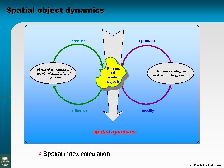 Spatial object dynamics generate produce Natural processes : growth, dissemination of vegetation Shapes of