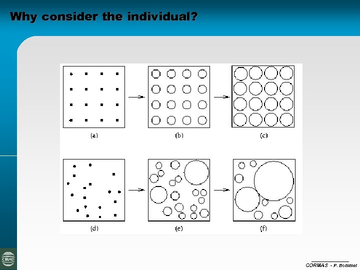 Why consider the individual? CORMAS - P. Bommel 