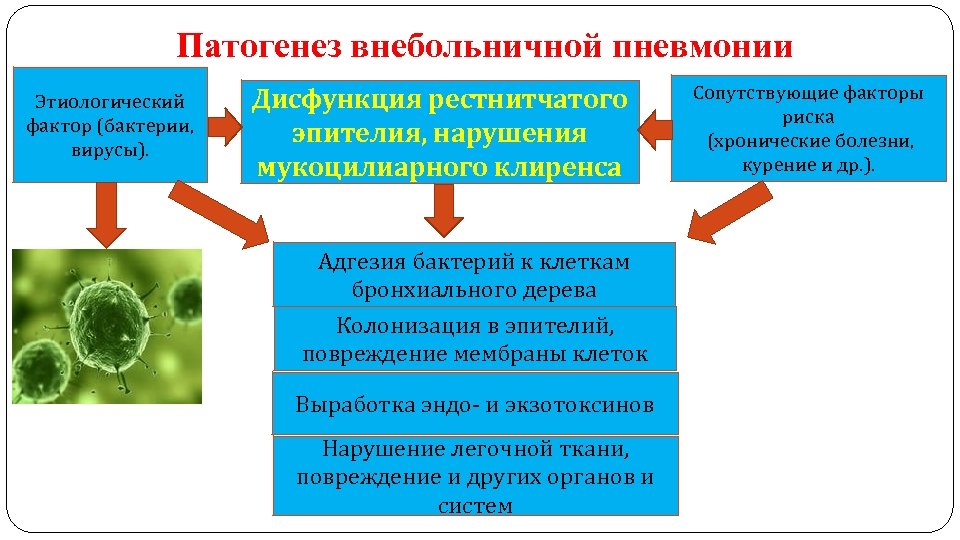 Патогенез пневмонии схема