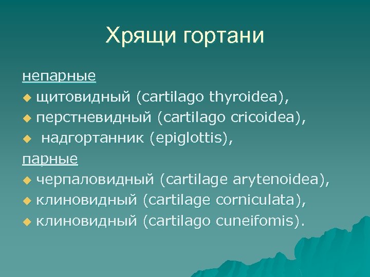 Хрящи гортани непарные u щитовидный (cartilago thyroidea), u перстневидный (cartilago cricoidea), u надгортанник (epiglottis),
