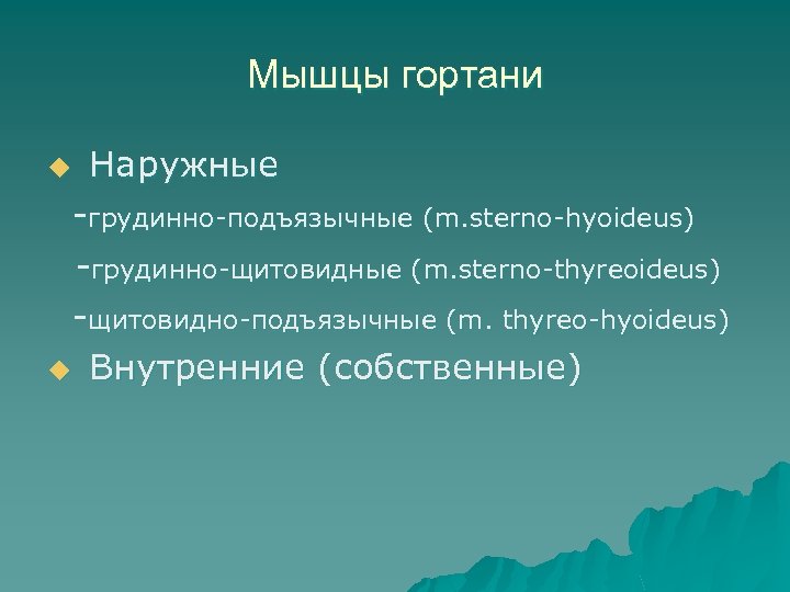 Мышцы гортани Наружные -грудинно-подъязычные (m. sterno-hyoideus) -грудинно-щитовидные (m. sterno-thyreoideus) -щитовидно-подъязычные (m. thyreo-hyoideus) u Внутренние