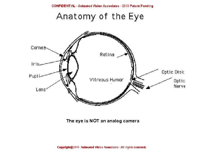 The eye is NOT an analog camera 