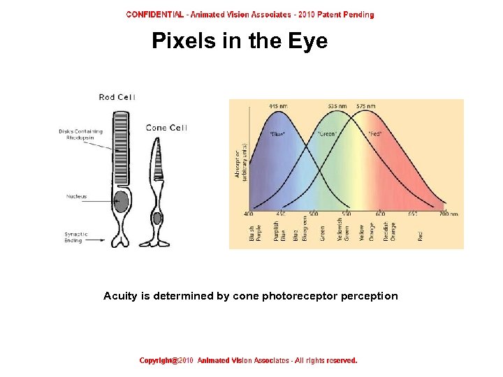 Pixels in the Eye Acuity is determined by cone photoreceptor perception Pixels in the