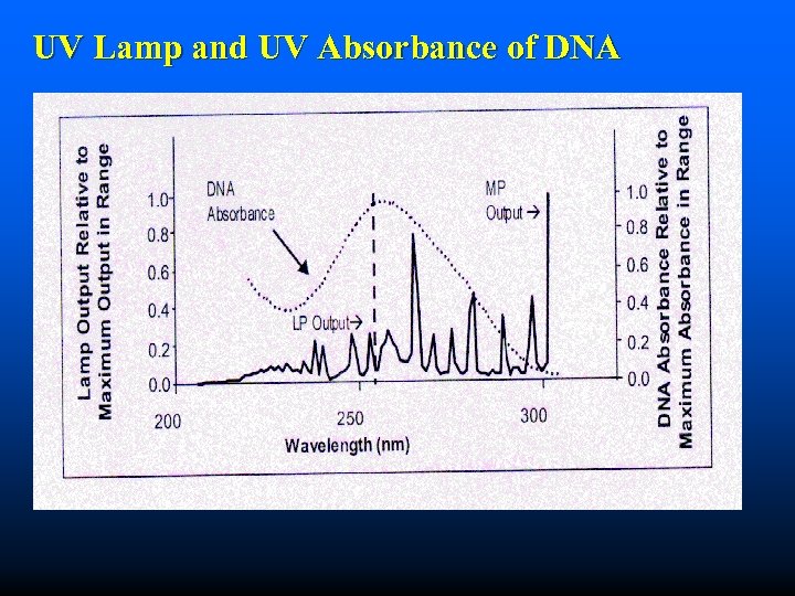 UV Lamp and UV Absorbance of DNA 