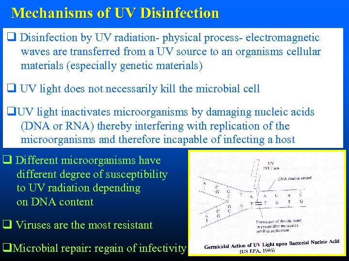 Mechanisms of UV Disinfection q Disinfection by UV radiation- physical process- electromagnetic waves are