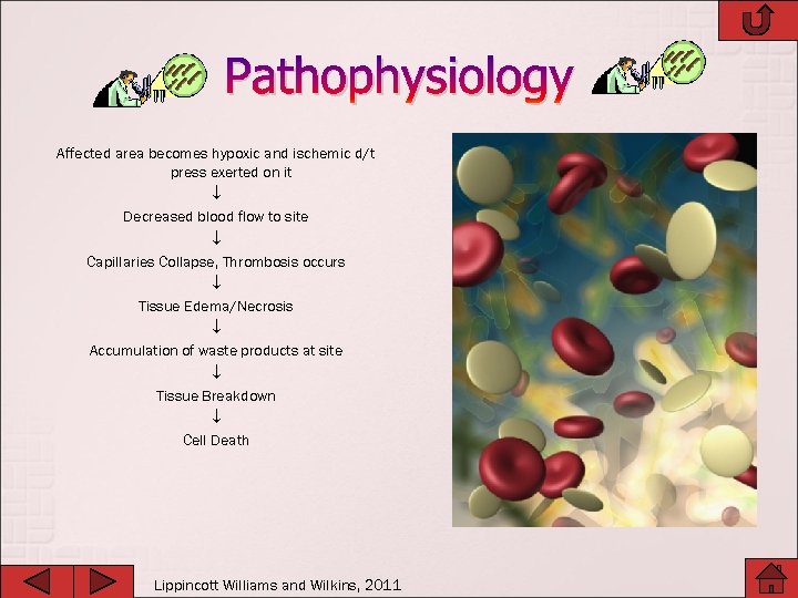 Pathophysiology Affected area becomes hypoxic and ischemic d/t press exerted on it Decreased blood