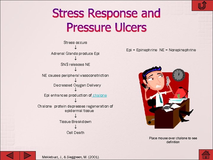 Stress Response and Pressure Ulcers Stress occurs Adrenal Glands produce Epi SNS releases NE