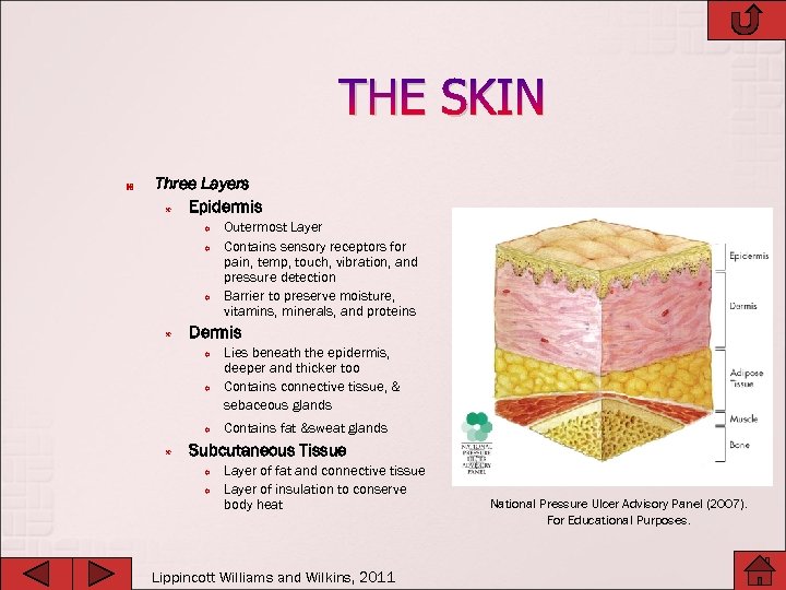 THE SKIN Three Layers Epidermis Y Y Y Dermis Y Y Y Outermost Layer