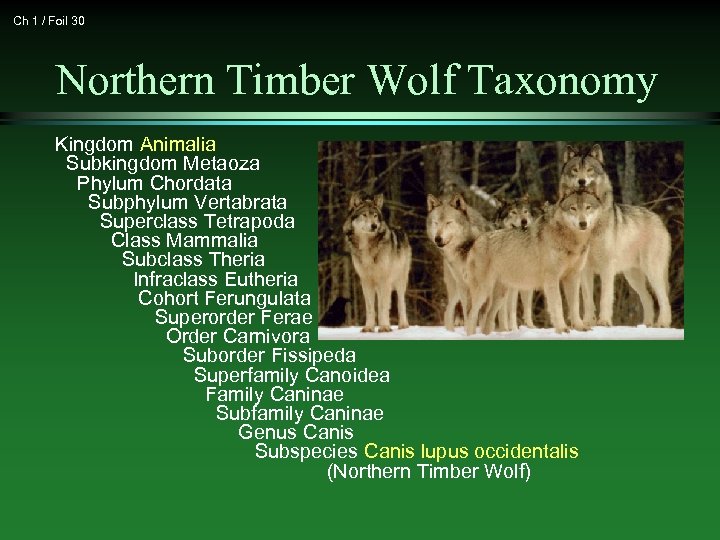 Ch 1 / Foil 30 Northern Timber Wolf Taxonomy Kingdom Animalia Subkingdom Metaoza Phylum