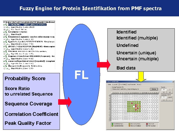 Fuzzy Engine for Protein Identifikation from PMF spectra Identified (multiple) Probability Score Undefined Uncertain