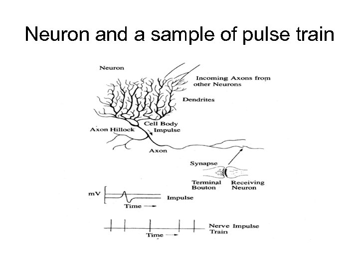 Neuron and a sample of pulse train 