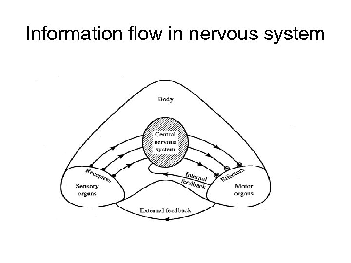 Information flow in nervous system 