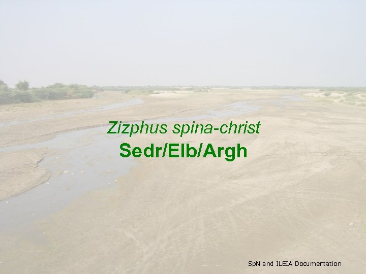 Zizphus spina-christ Sedr/Elb/Argh Sp. N and ILEIA Documentation 