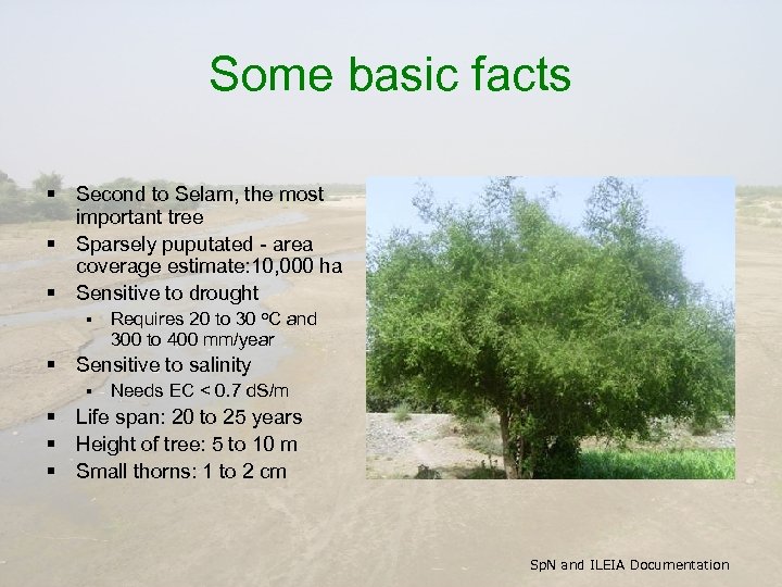 Some basic facts § Second to Selam, the most important tree § Sparsely puputated