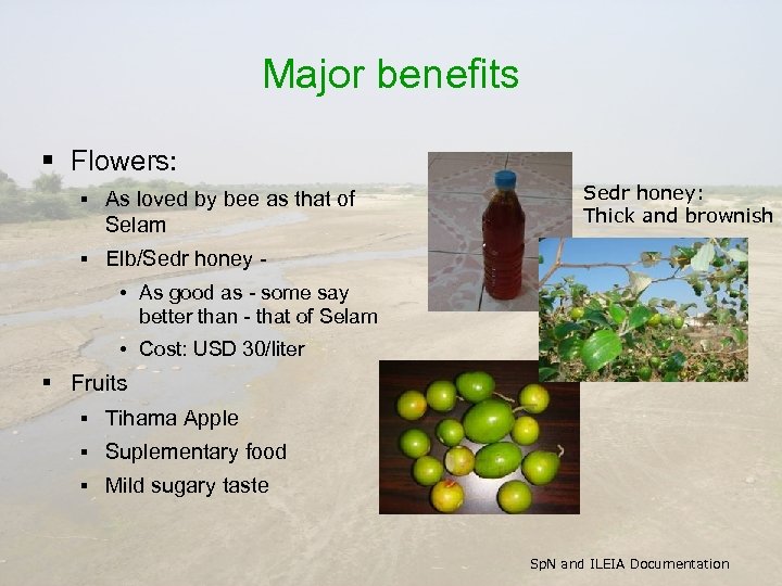 Major benefits § Flowers: § As loved by bee as that of Selam §