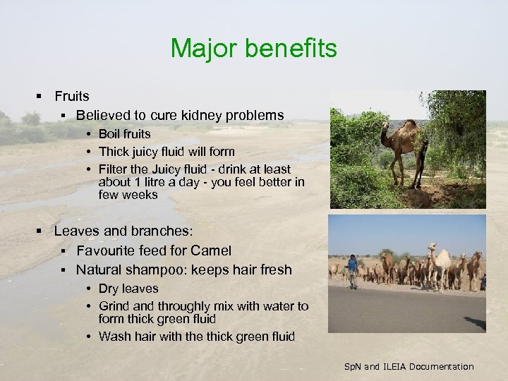 Major benefits § Fruits § Believed to cure kidney problems • Boil fruits •