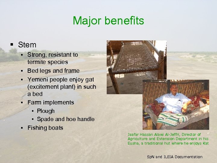 Major benefits § Stem § § § Strong, resistant to termite species Bed legs