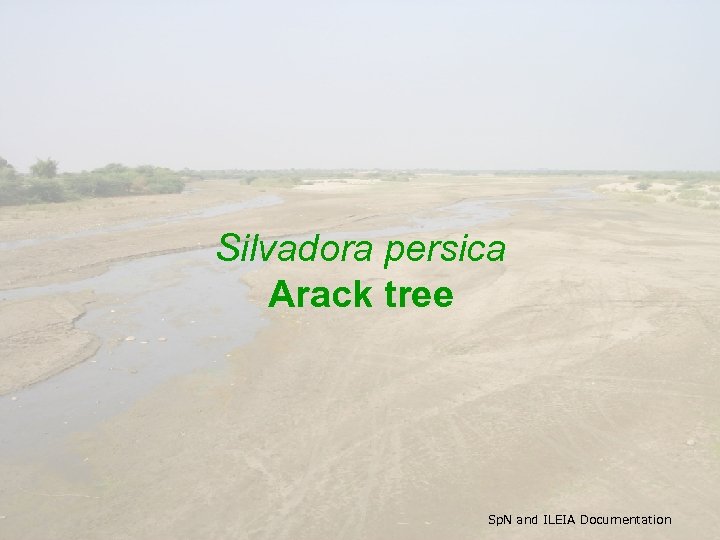 Silvadora persica Arack tree Sp. N and ILEIA Documentation 
