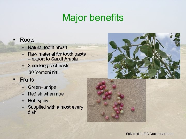 Major benefits § Roots Natutal tooth brush § Raw material for tooth paste –