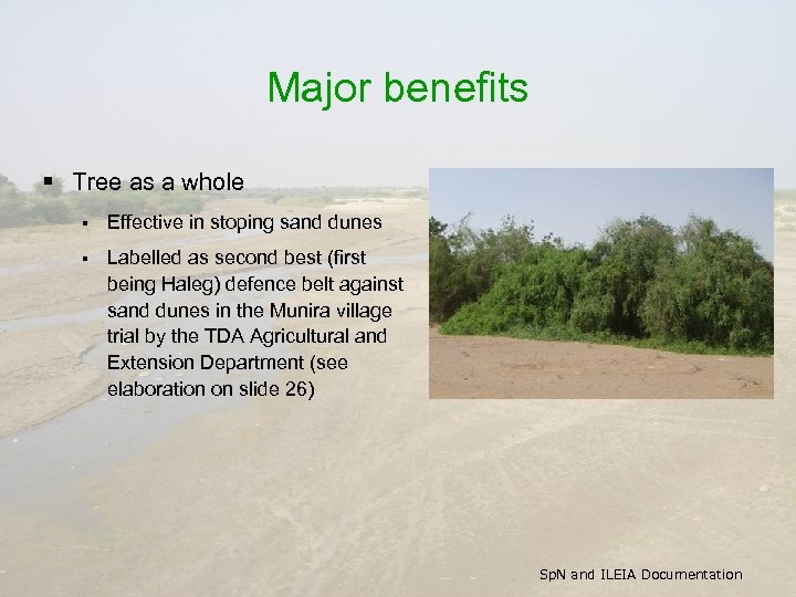 Major benefits § Tree as a whole § Effective in stoping sand dunes §