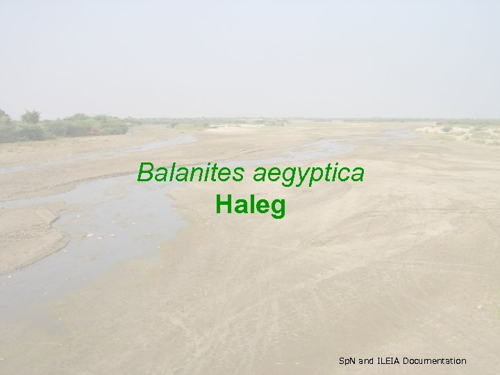 Balanites aegyptica Haleg Sp. N and ILEIA Documentation 