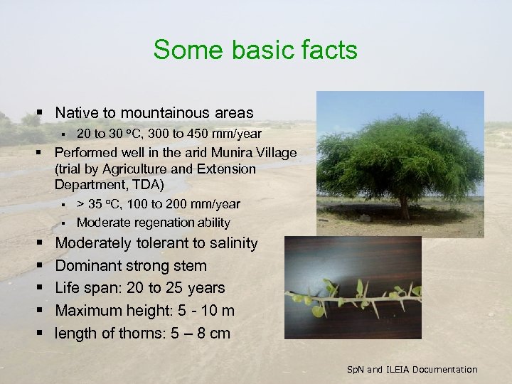 Some basic facts § Native to mountainous areas § 20 to 30 o. C,