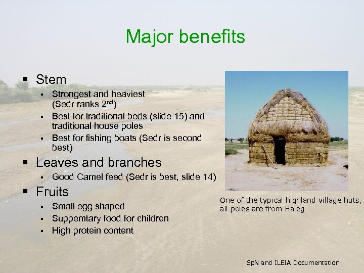 Major benefits § Stem Strongest and heaviest (Sedr ranks 2 nd) § Best for