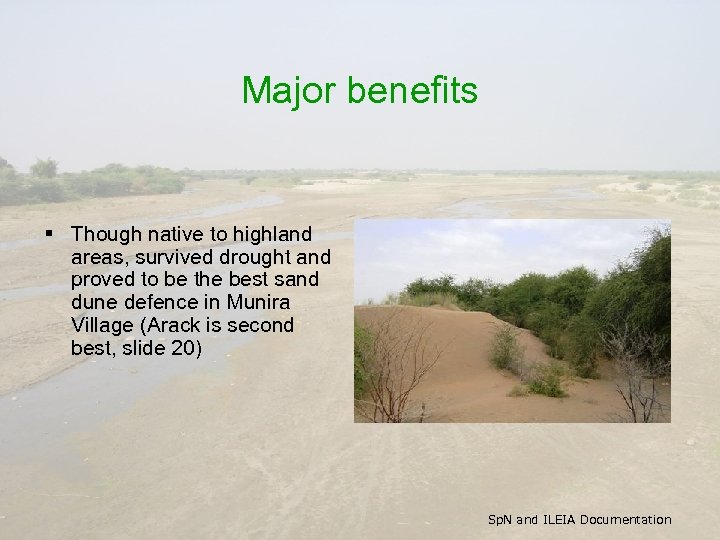 Major benefits § Though native to highland areas, survived drought and proved to be
