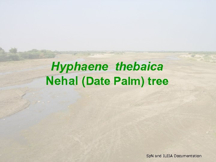 Hyphaene thebaica Nehal (Date Palm) tree Sp. N and ILEIA Documentation 