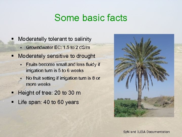 Some basic facts § Moderatelly tolerant to salinity § Growndwater EC: 1. 5 to