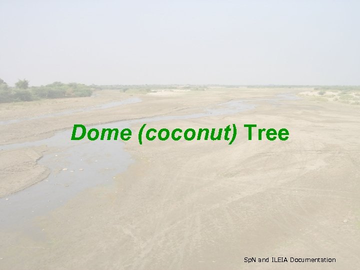 Dome (coconut) Tree Sp. N and ILEIA Documentation 