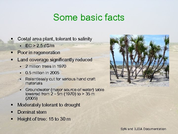 Some basic facts § Costal area plant, tolerant to salinity § EC > 2.