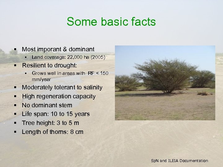Some basic facts § Most imporant & dominant § Land coverage: 22, 000 ha