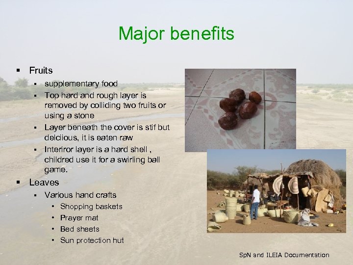 Major benefits § Fruits supplementary food § Top hard and rough layer is removed