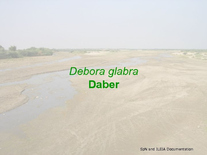 Debora glabra Daber Sp. N and ILEIA Documentation 