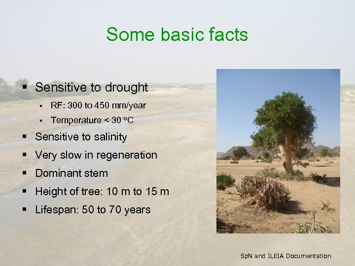 Some basic facts § Sensitive to drought § RF: 300 to 450 mm/year §