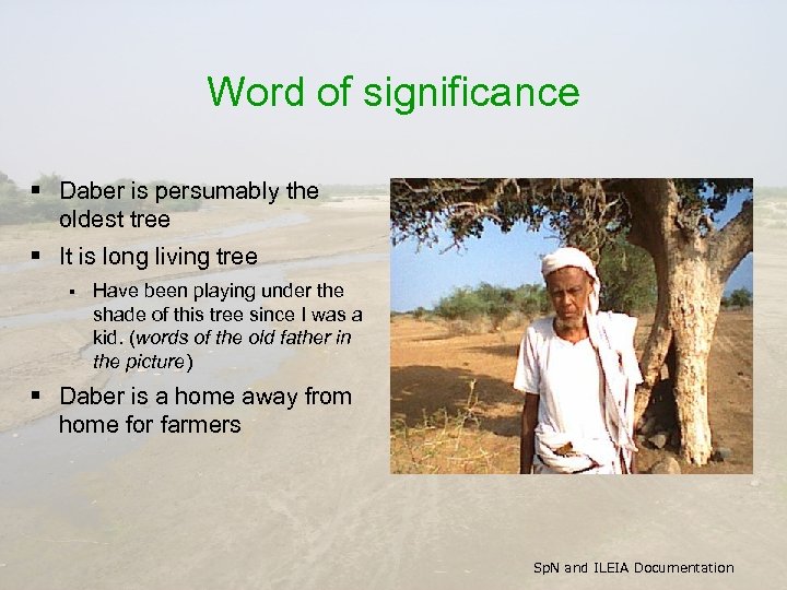 Word of significance § Daber is persumably the oldest tree § It is long