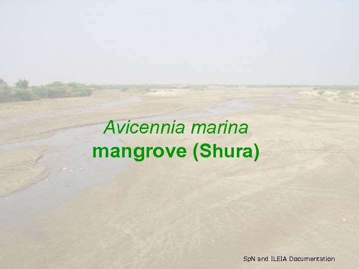 Avicennia marina mangrove (Shura) Sp. N and ILEIA Documentation 