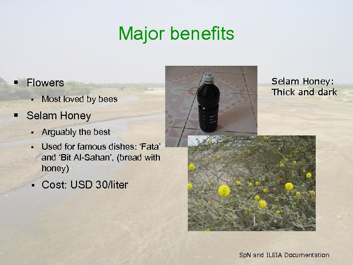 Major benefits § Flowers § Most loved by bees Selam Honey: Thick and dark