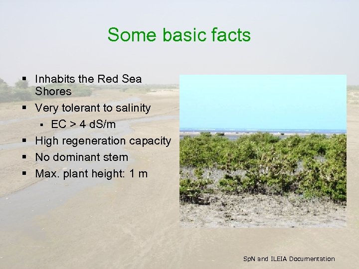 Some basic facts § Inhabits the Red Sea Shores § Very tolerant to salinity